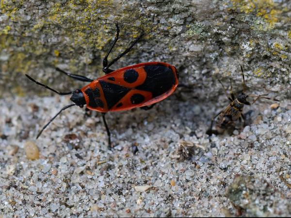 Vuurwants (Pyrrhocoris apterus)